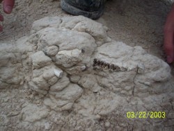 A photo of an oreodont fossil