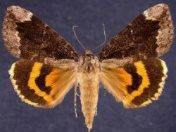 A photo of an underwing moth