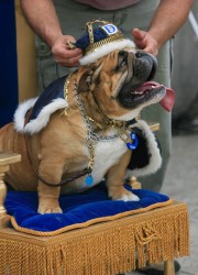 photo of Buddy the bulldog