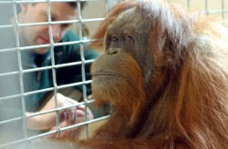 photo of scientist with orangutan