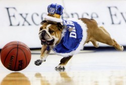 Drake's late live mascot Porterhouse, who passed away in December 2013, chases a basketball across the Knapp Center court.