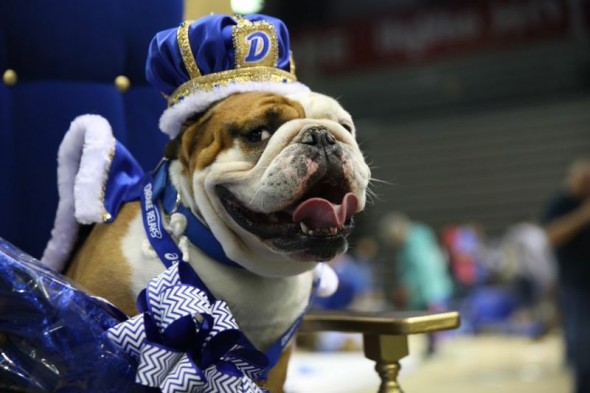 Tank, a 2-year-old bullie from Des Moines, was named Most Beautiful Bulldog at the 2015 contest. Owner Duane Smith adopted him from Craigslist last year.