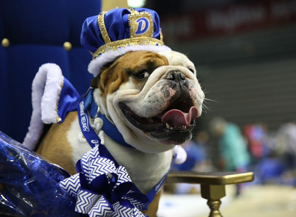 Sturdy ‘Tank’ wins 36th Annual Beautiful Bulldog Contest at Drake University