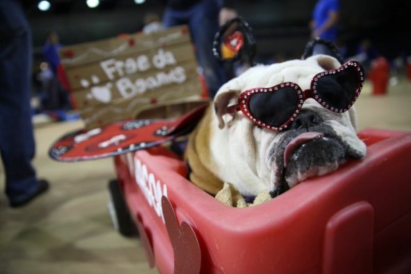 "Linus the LoveBug," owned by Rebecca Richardson of Washington, Ill., was named Best Dressed.