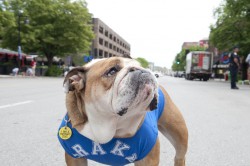 Drake's former live mascot, Porterhouse, passed away in December 2013. He's pictured here, posing on Court Avenue in Des Moines.