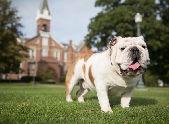 20151005 Griff Bulldog Campus and Studio_0603