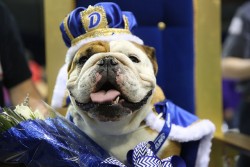 The 2015 Beautiful Bulldog Contest Winner, Tank, hailed from Des Moines.