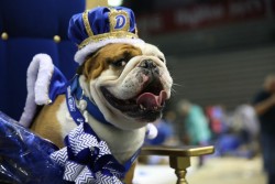Tank, a 2-year-old English bulldog from Des Moines, was named Most Beautiful Bulldog at the 2015 contest. Who will reign supreme this year?