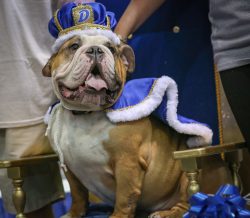 Vincent, the winner of the 37th Annual Beautiful Bulldog Contest, went from rags to royalty in less than a year.