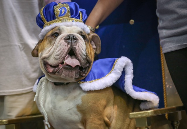 Joyful rescue dog Vincent wins 37th Annual Beautiful Bulldog Contest