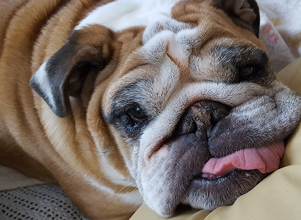 38th Beautiful Bulldog Contest receives record number of applicants