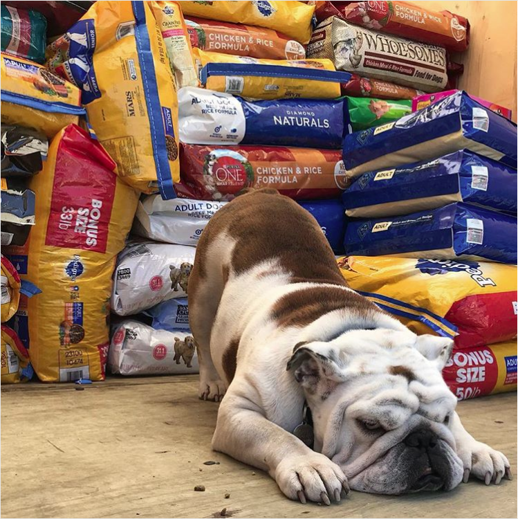 Happy 6th birthday, Griff! - Drake University Newsroom