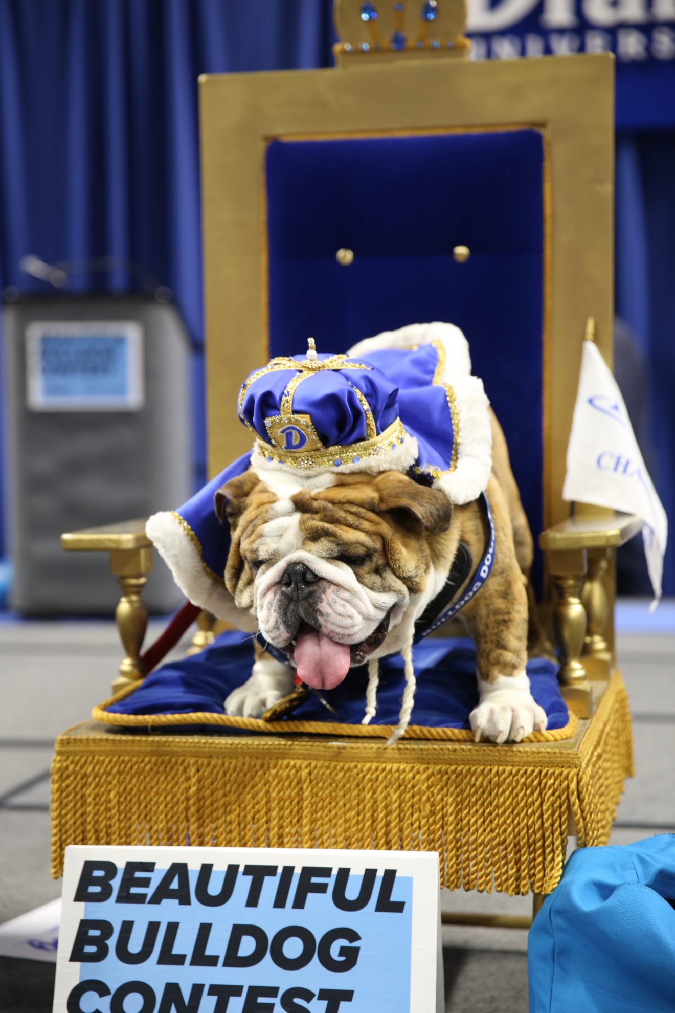 Beau and his family of Drake grads wins 40th Beautiful Bulldog Contest