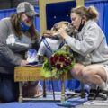 Rescue Dog Myrtle Mae Wins Beautiful Bulldog Contest® presented by Sammons Financial