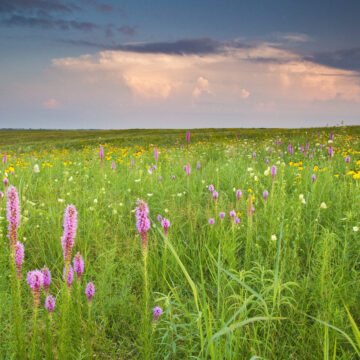 Rooted in Restoration: Drake Students to Help Revitalize the Heartland’s Grasslands