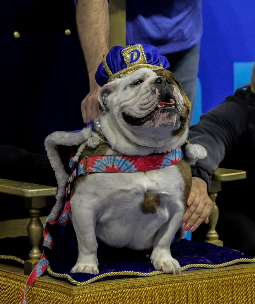 Drake University names 45th Annual Beautiful Bulldog Contest® winner ...