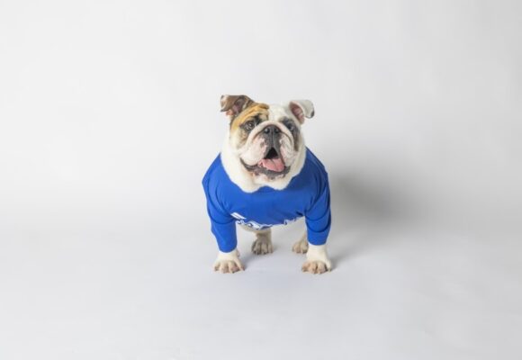 Meet Drake University’s Next Live Mascot, Griff III, Starting May 2026