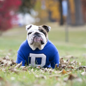 Griff II retirement 7 Drake University Announces Upcoming Retirement of Beloved Live Mascot, Griff II