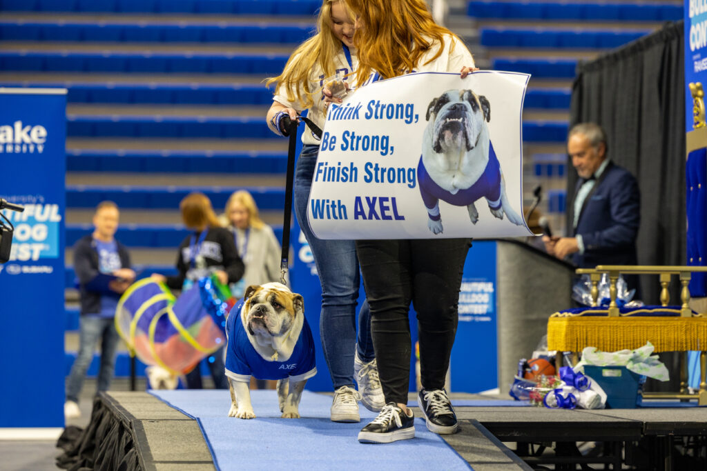 Beautiful Bulldog Contest